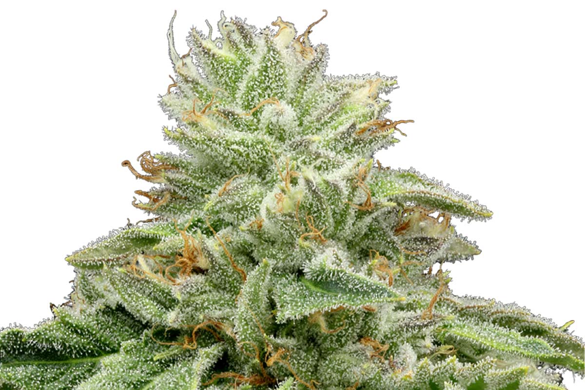 710-Zkittles_Main-1.jpg?tr=f-webp