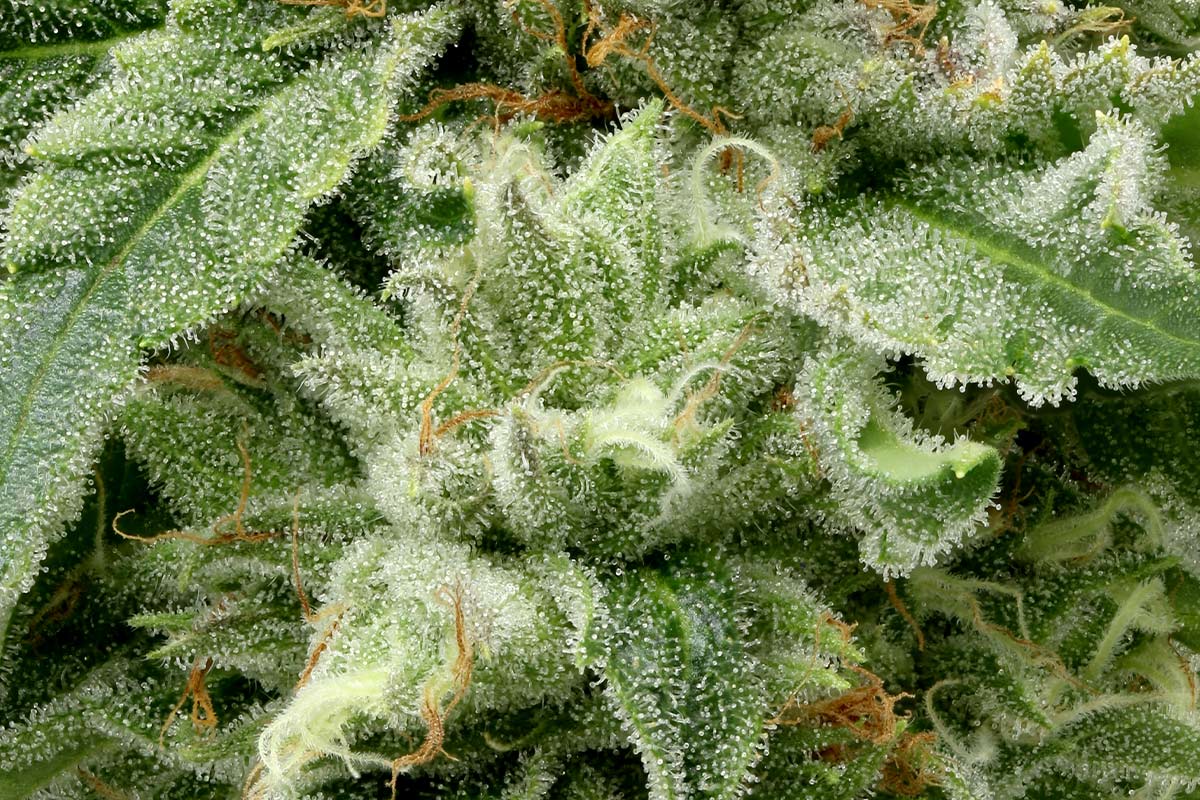 710-Zkittles_Macro-1.jpg?tr=f-webp