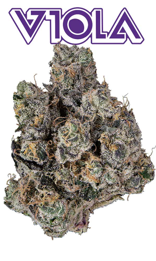 邦楽 mega-g/Marijuana in my brain Marijuana In My Brain - song and lyrics by Dillinger | Spotify