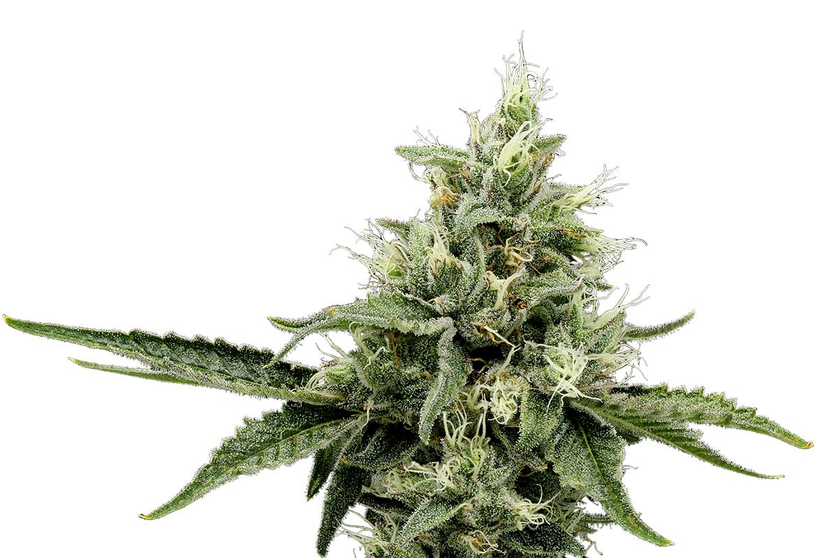 710-Starburst36-1_Main-1.jpg?