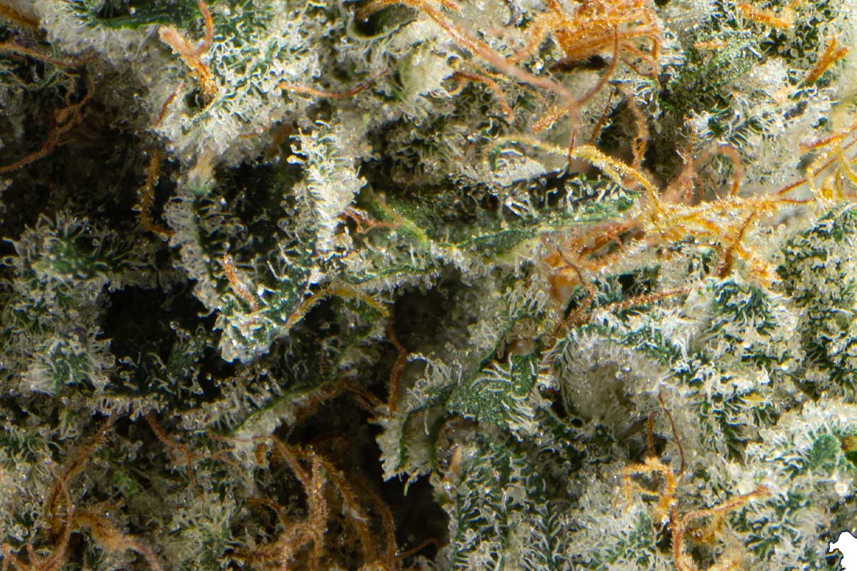 Ghetto Red Eighth - The Flowery Shop
