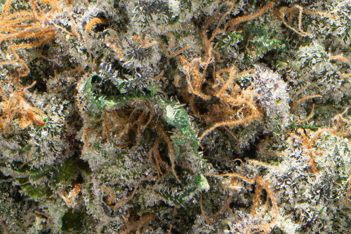 Packwoods Premium Cannabis Heavies 2.5g Kush Sorbet The Flowery Shop