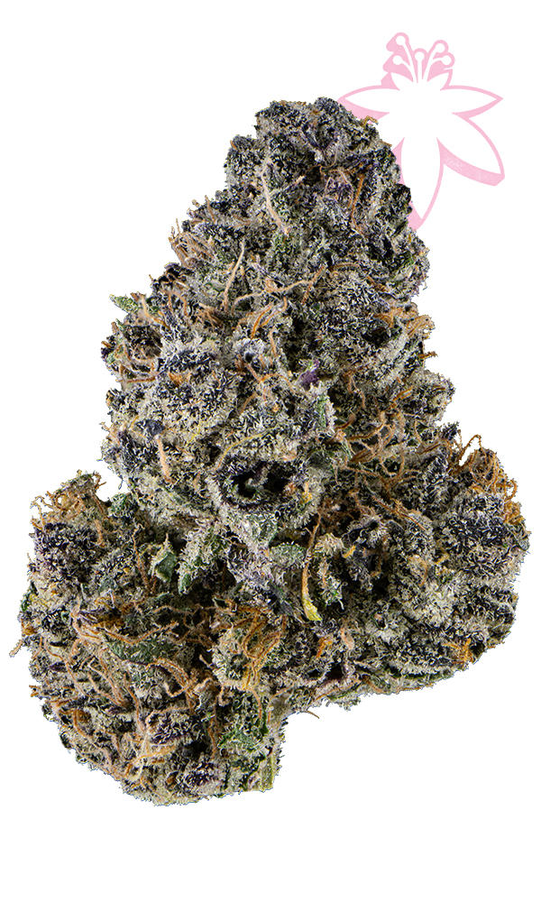 Mimosa Eighth - The Flowery Shop