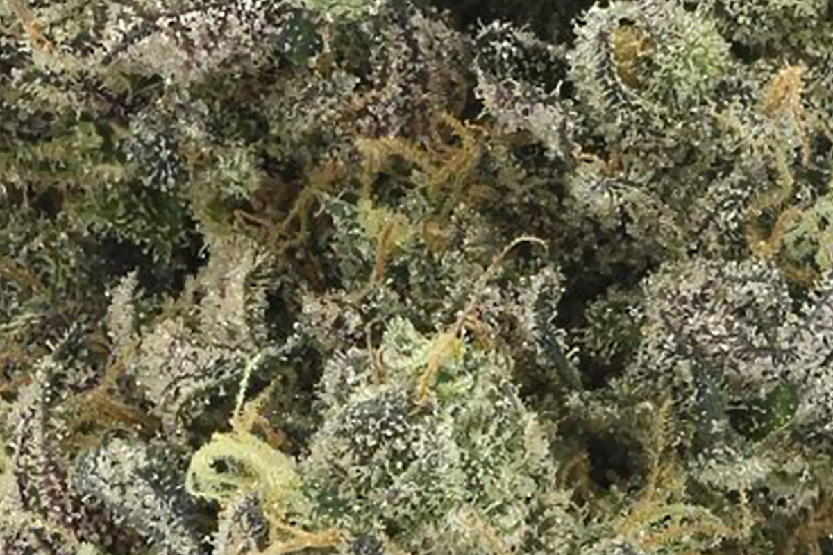 ztan-lee-macro.jpg?tr=f-webp