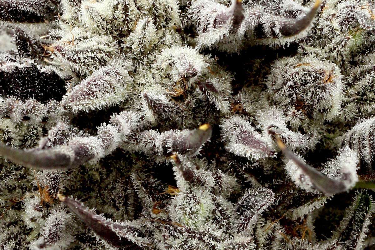 710-CandyChrome_Macro.jpg?tr=f