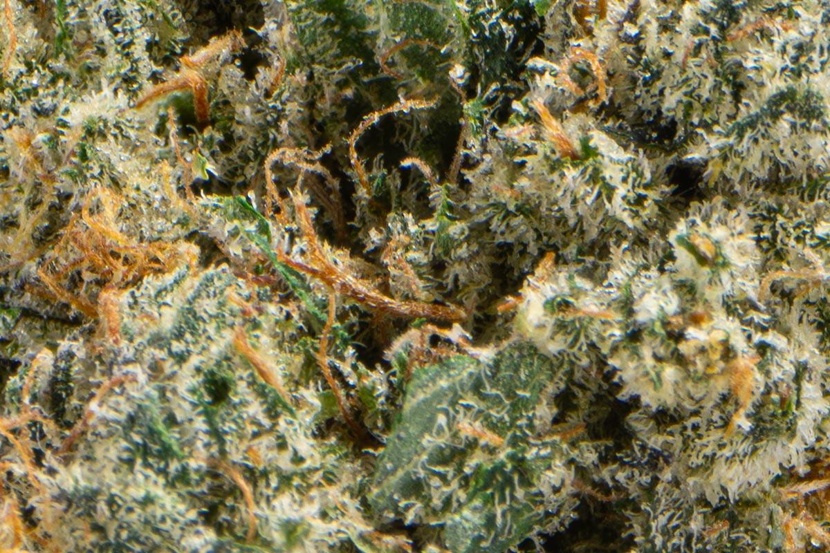 Lemon Mochi Eighth - The Flowery Shop