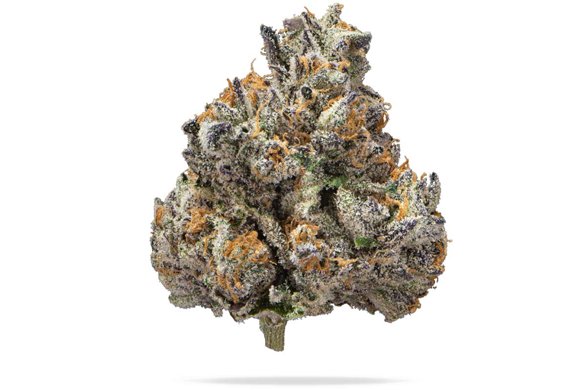 710-Thumbs-Jokerz_Main.jpg?tr=