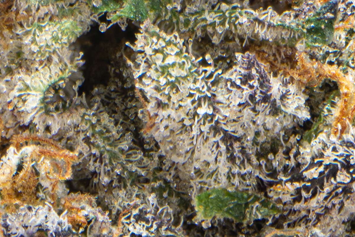 710-Thumbs-Jokerz_Macro.jpg?tr