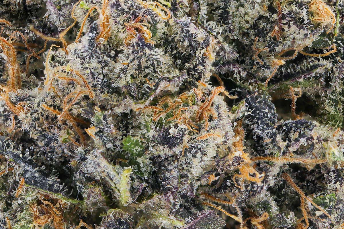 Jackson-Heightz-Macro-1.jpg?tr