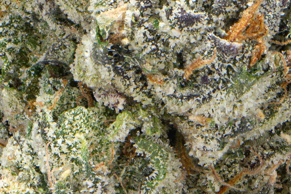 Amaretto Eighth - The Flowery Shop