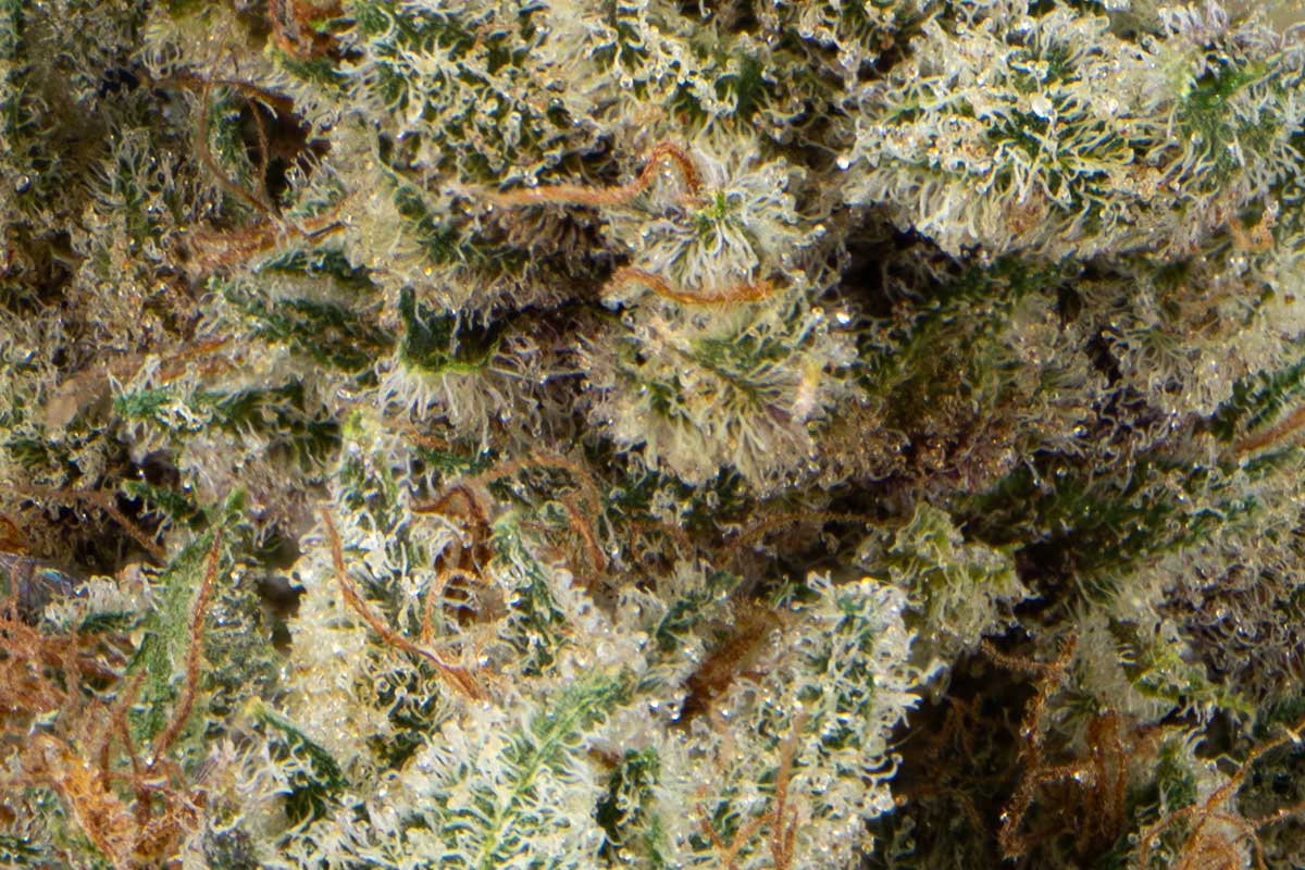 710 Labs 14g Flower - Juicy Cubes #16 - The Flowery Shop