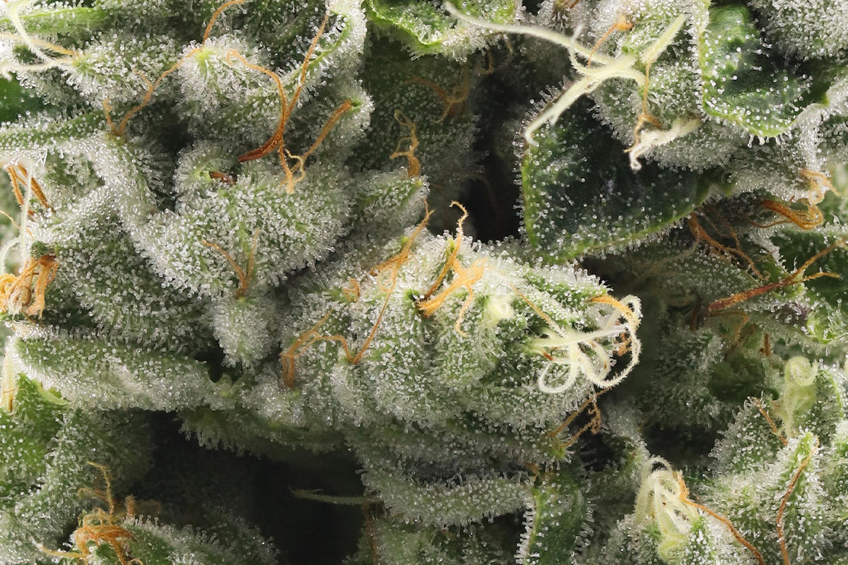 710 Labs 3.5g Flower - The Sweeties #7 - The Flowery Shop