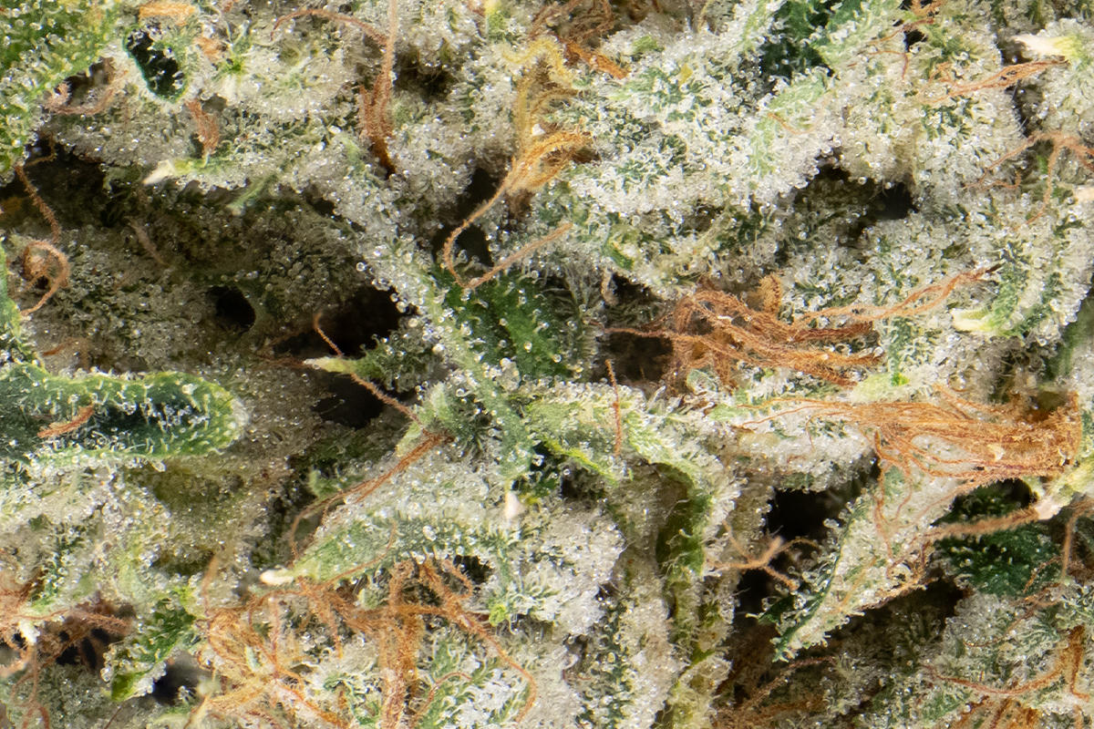 Juniors) Josh D 14g Flower - Shaloha - The Flowery Shop