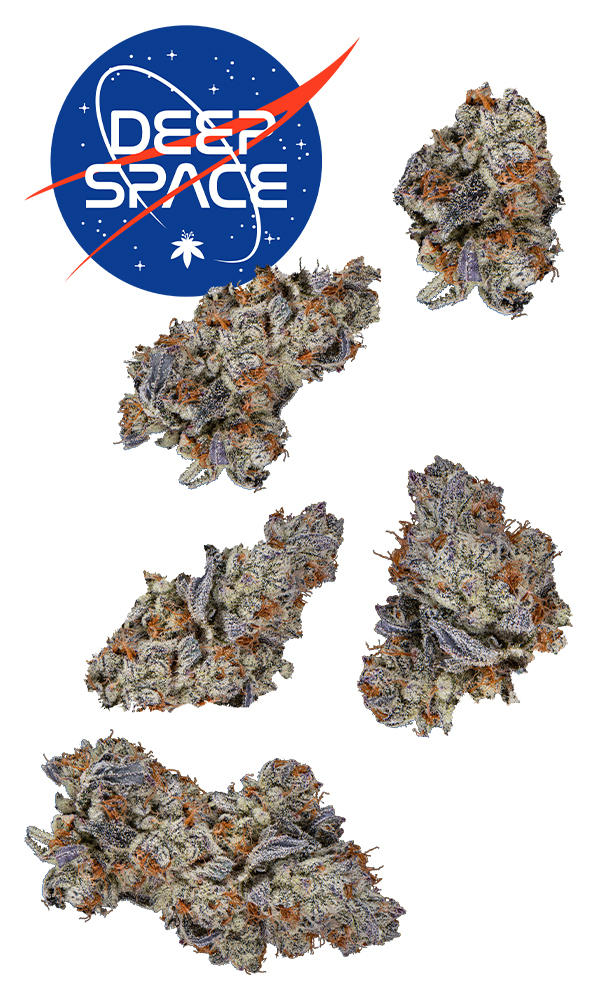 Deep Space #6 7g Juniors - The Flowery Shop