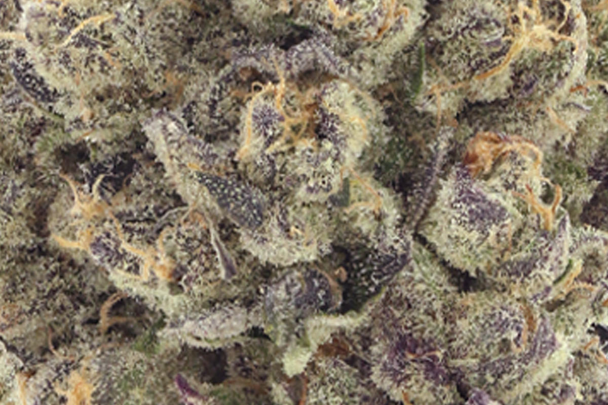 パリーパリー　斑入り　US株　希少株 Super-Freak_710_8_MACRO-