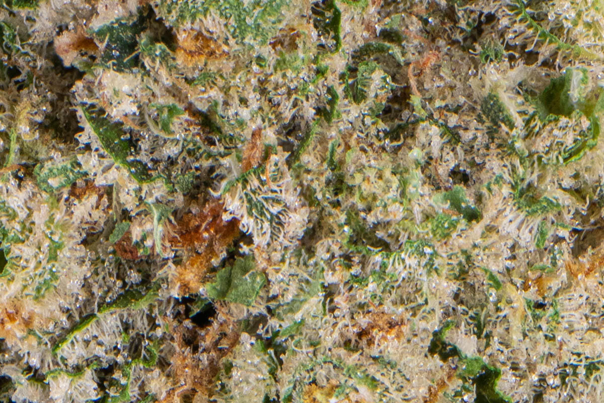Jack Herer Eighth - The Flowery Shop