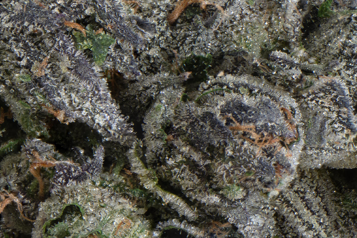 Fruit Ztripez Eighth - The Flowery Shop