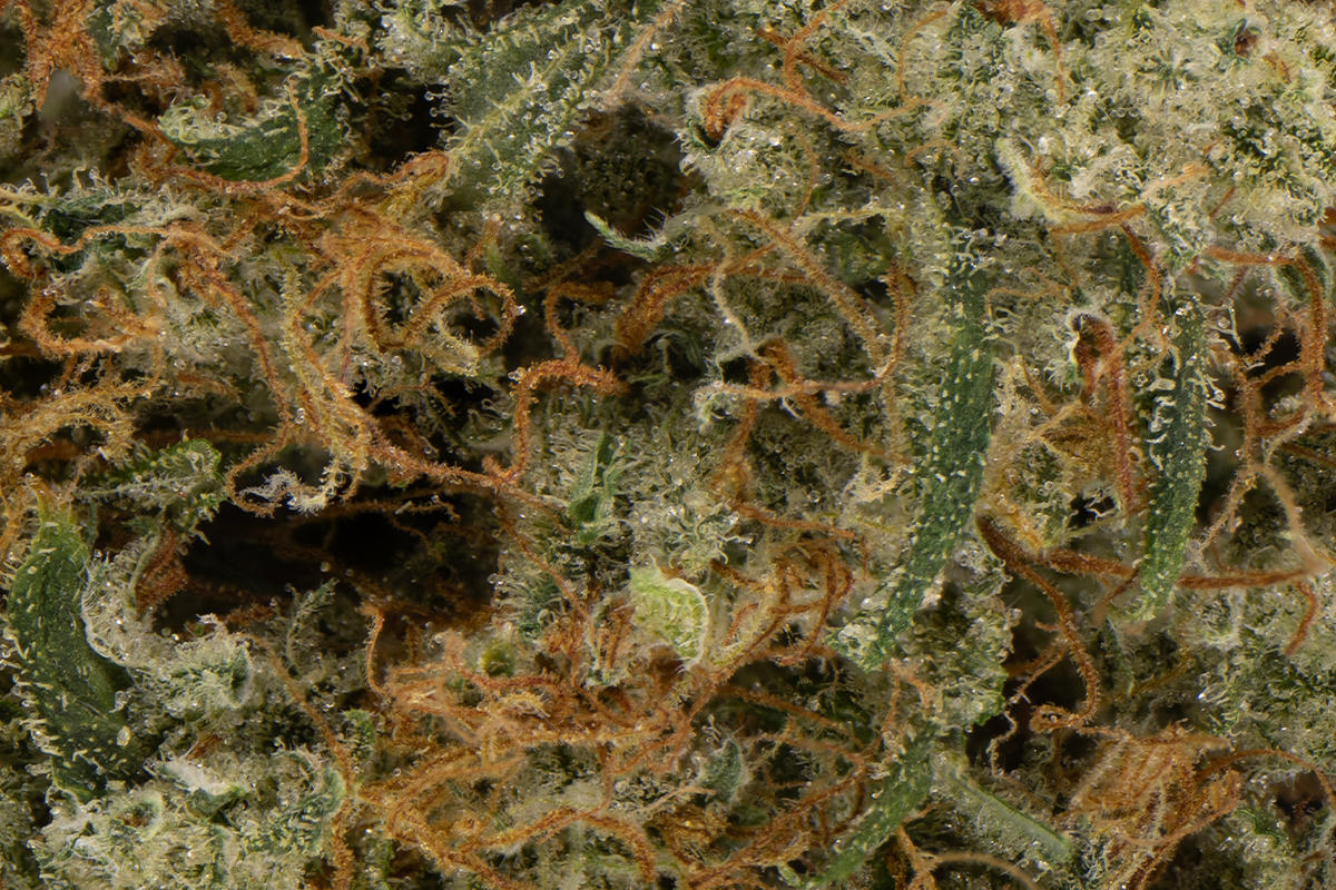Strawberry Silver Haze #3 Eighth - The Flowery Shop