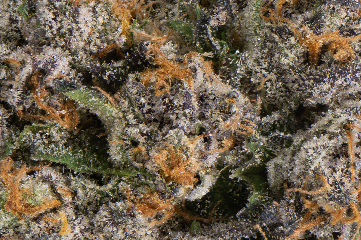 Biscotti Eighth - The Flowery Shop