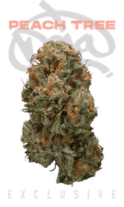 Peach Tree Eighth