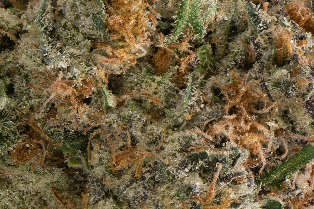 SD Lemon Popperz Eighth - The Flowery Shop