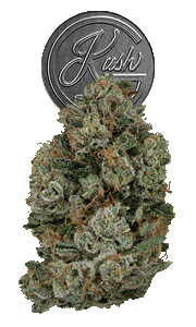 Josh D 3.5g Flower - OG Kush Story: Josh D OG