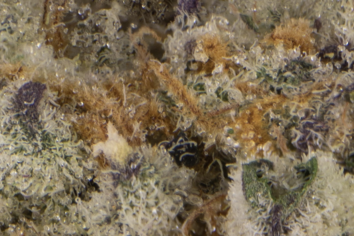 mintページ COOL MINT Xylitol Dental Mints – Zellie's