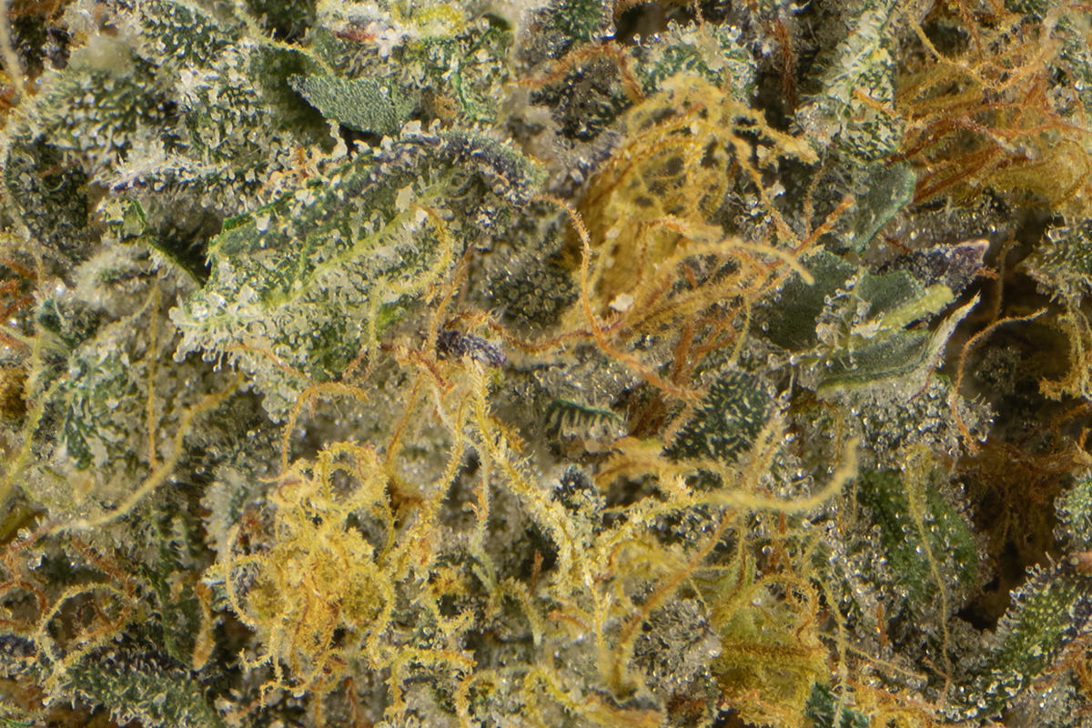 レイミア　リーフ レイミア リーフ | Slowtaper