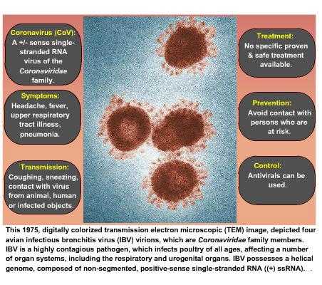 Facts about Coronaviruses