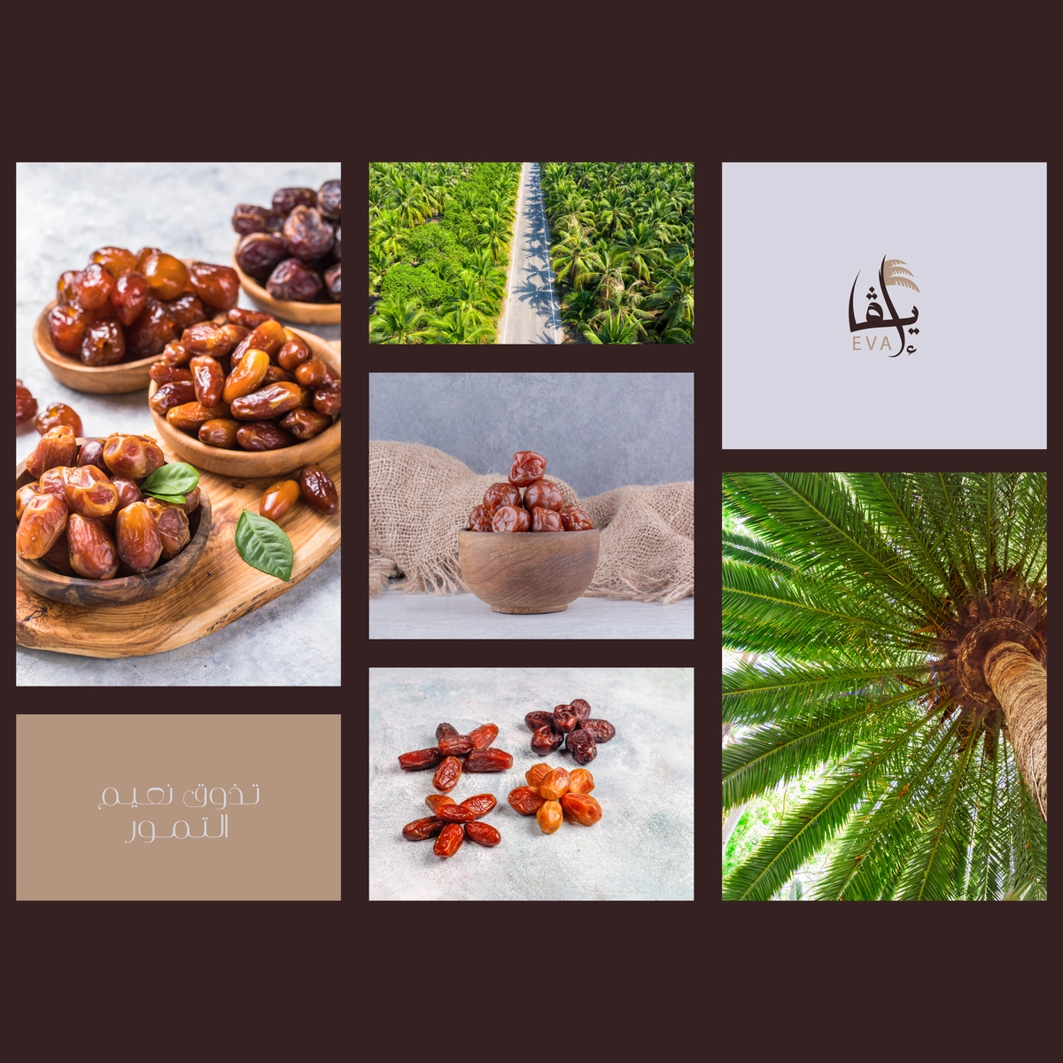 تصميم شعار لمتجر تمور 