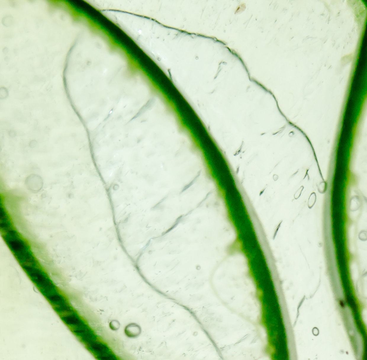 Aloe Vera Moisture Gel