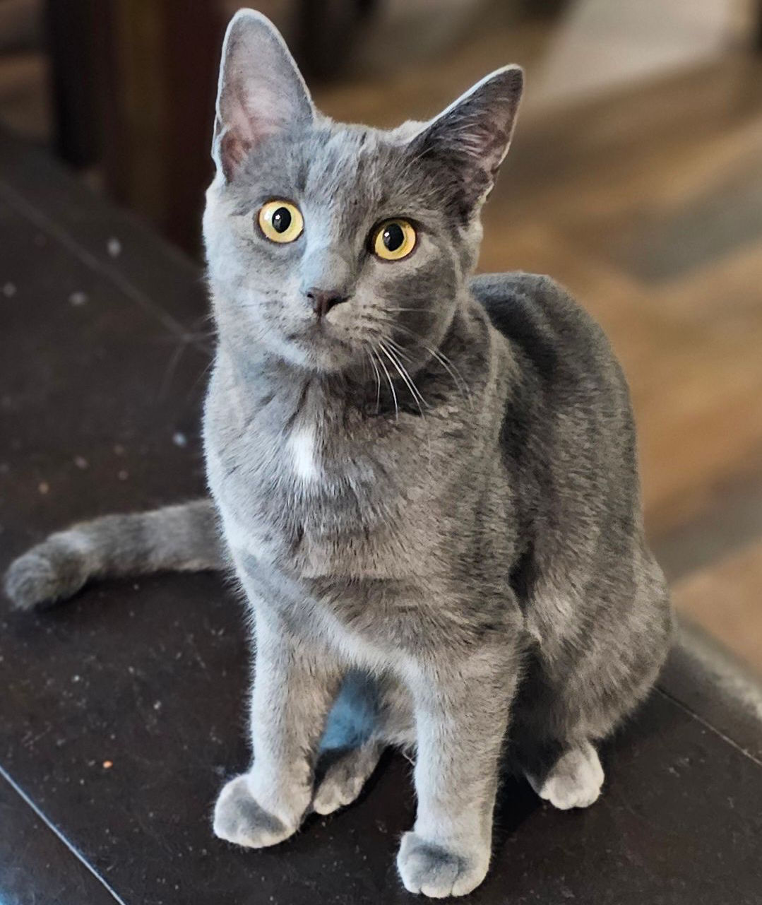 Photo of Drip (Lucy)