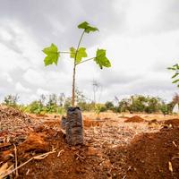 A close up images of two seedlings