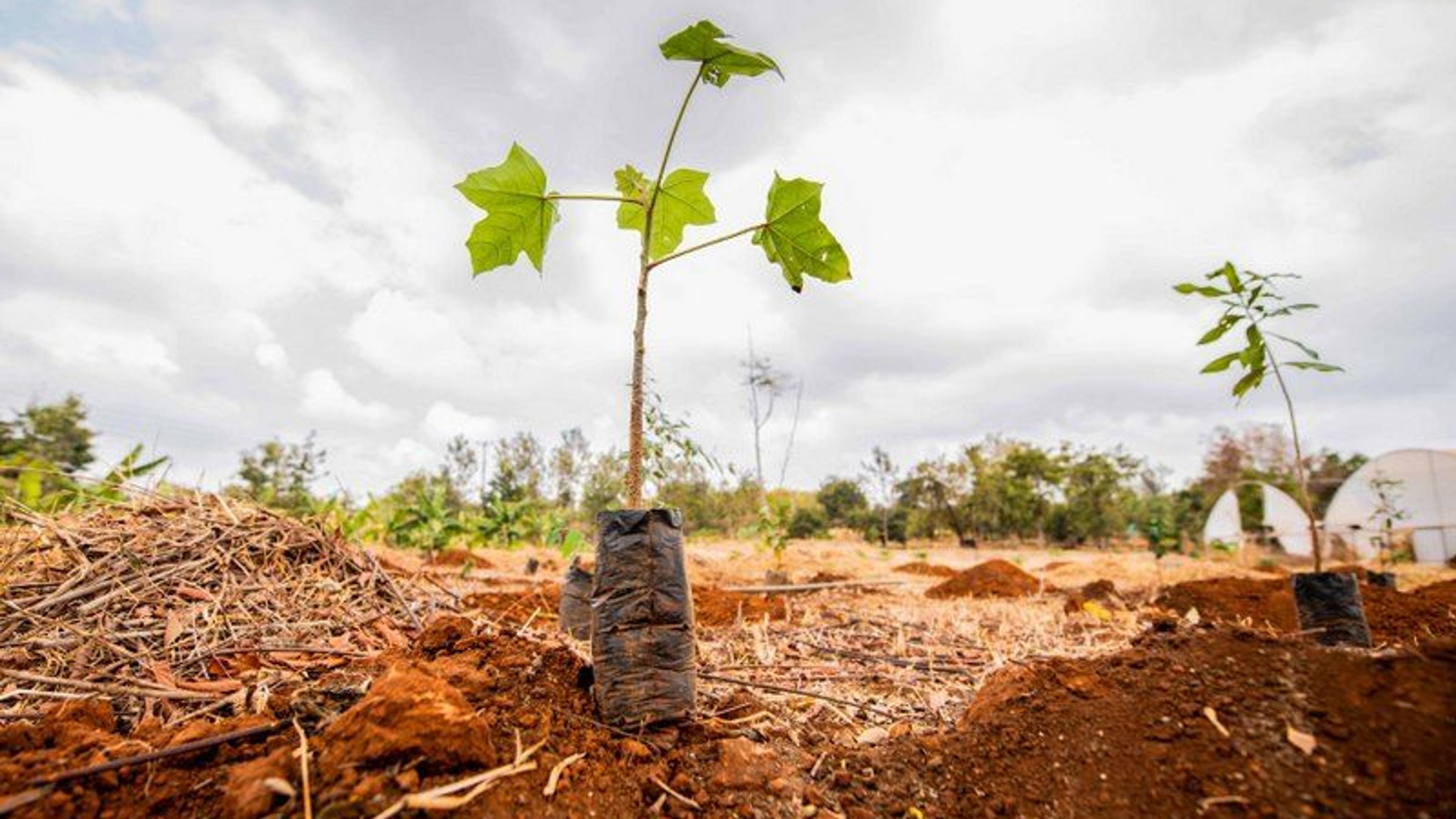 A close up images of two seedlings