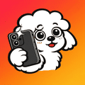 Photo Poodle
