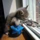 raygun