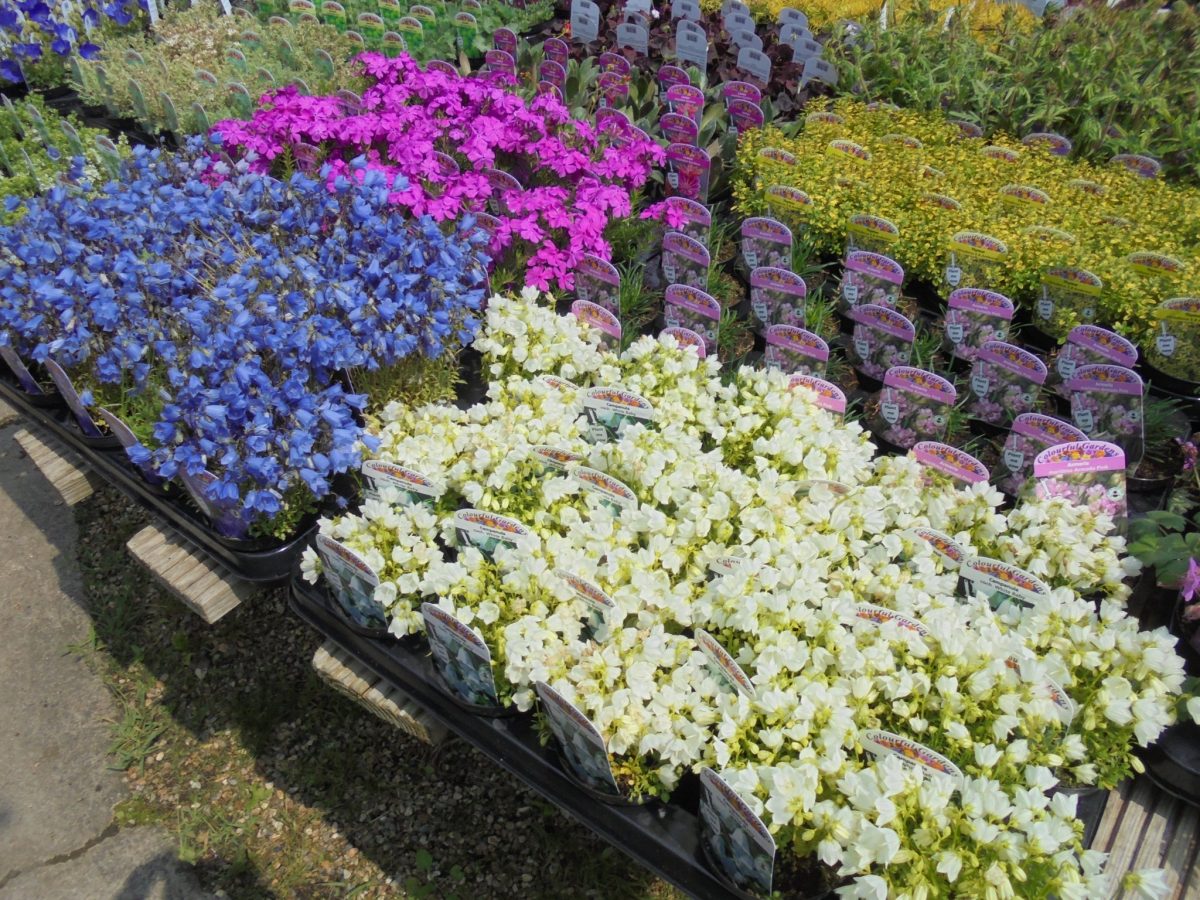 plant and herb garden center nursery angmering sussex worthing latest news