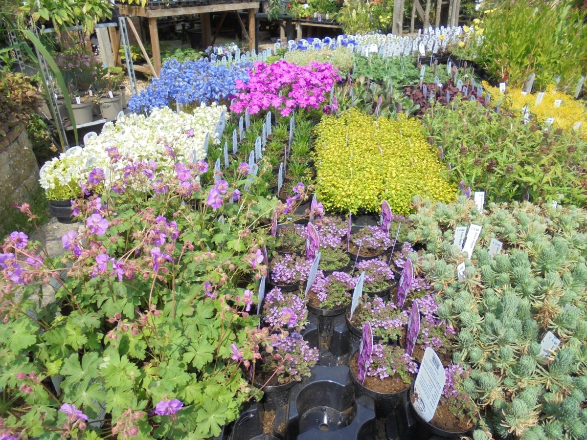 plant and herb nursery littlehampton sussex worthing flowers 1