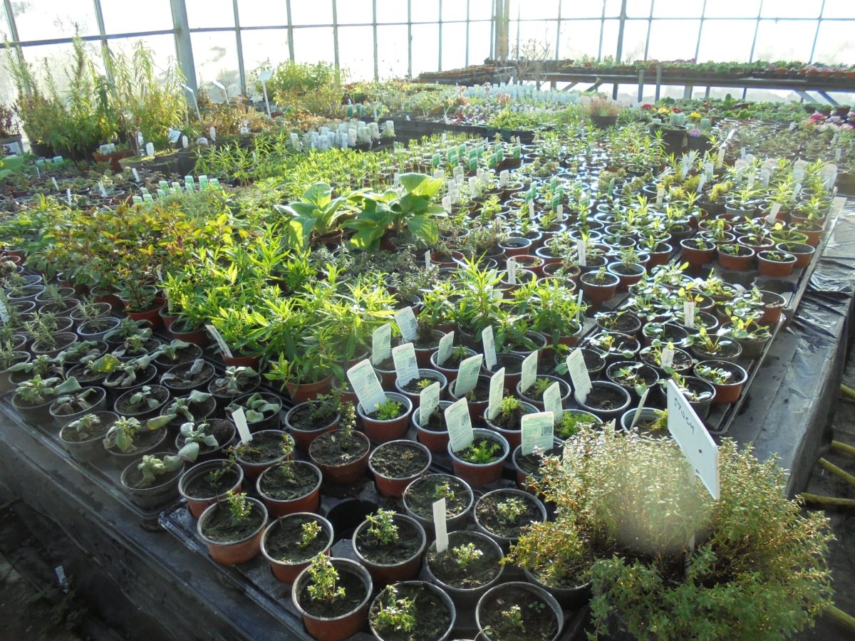 plant and herb nursery littlehampton sussex worthing polytunnel tables 1