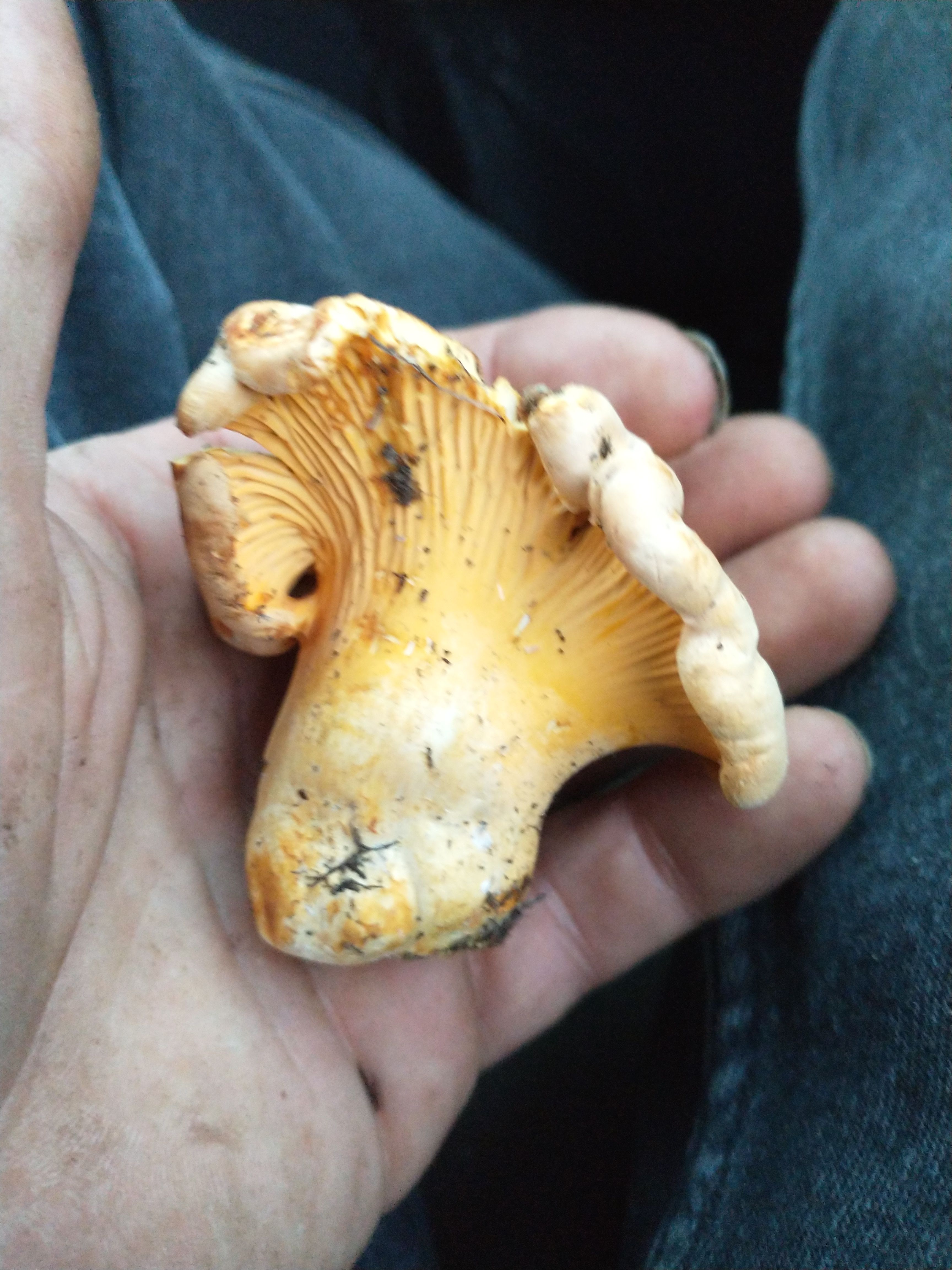 Golden Chanterelle