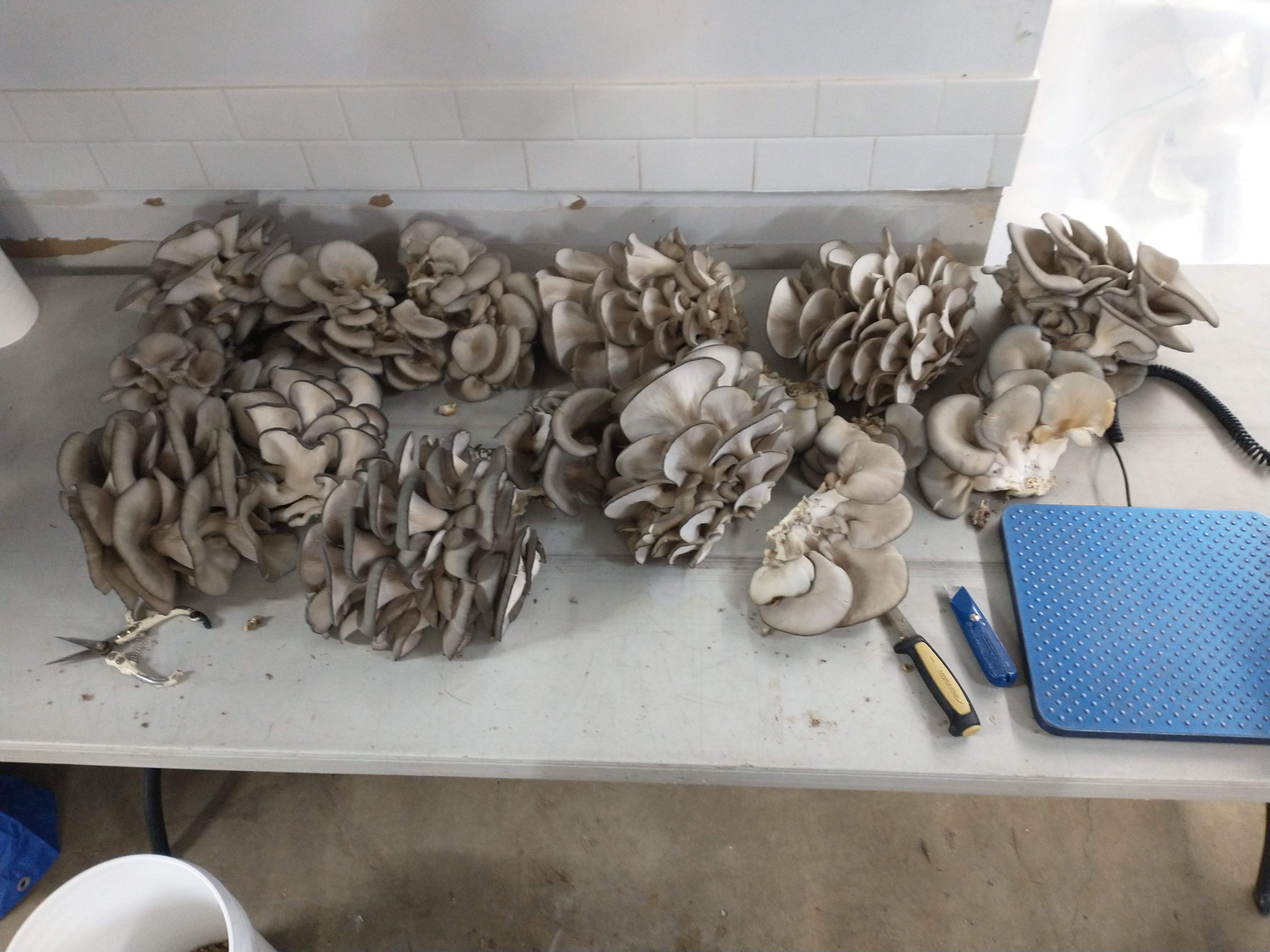 Blue oyster