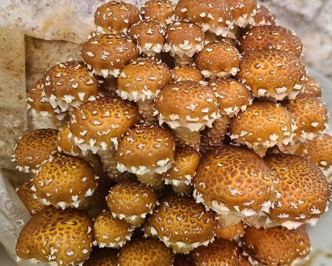 Chestnut