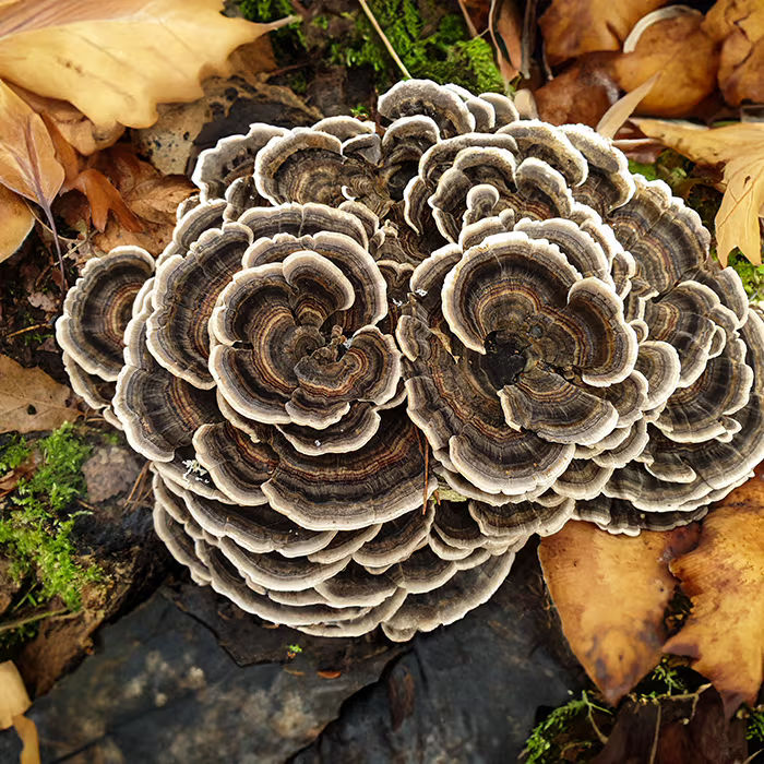 Turkey tail