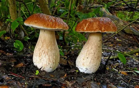 King Bolete