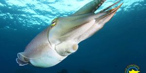 D16Xx0Cy2Ad3GJdpBSL92Mg9NQP2/023c6133-b7ef-46eb-b2df-62459ff8f5ef/cuttlefish-111020200713535faa3db1cfea5.jpg