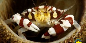 D16Xx0Cy2Ad3GJdpBSL92Mg9NQP2/6ea6ed9d-c8b5-404e-82fd-277e61eadc4d/amazing-crab-close-up-111020200742055faa444d489d2.jpg
