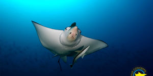 D16Xx0Cy2Ad3GJdpBSL92Mg9NQP2/7041bc1f-b6a6-459f-888e-56b441e8bcb1/eagle-ray-111020200713535faa3db1d3d94.jpg