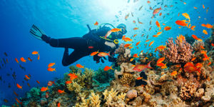 a90f4356-b5b9-4d3b-b199-34ebcd0a88ab/3fe2bc0b-9173-43bf-bb08-0b000b798185/Bali Coral.jpg