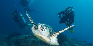 b9f3b5df-fbd9-400a-ab10-45447f68ec1a/99d1f1b6-a2bd-4548-a3b5-8efde9bcd605/No Fear Diving No Fear Diving Charles & Kalysha PS Edition DSC08440.JPG