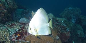 b9f3b5df-fbd9-400a-ab10-45447f68ec1a/99d1f1b6-a2bd-4548-a3b5-8efde9bcd605/No Fear Diving No Fear Diving Charles & Kalysha PS Edition DSC08478.JPG